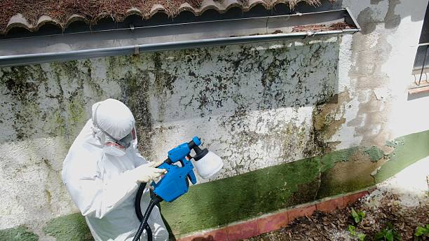 Trusted Mold Removal service in Mesquite, TX - Cheap Mold Removal